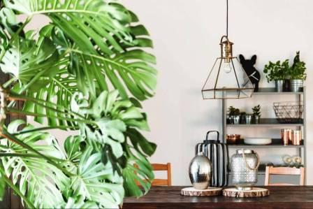 Цветы в интерьере