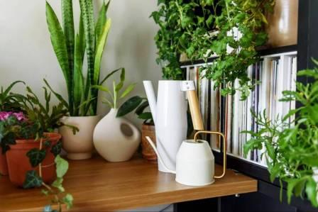 Цветы в интерьере